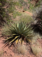 Agave utahensis kaibabensis