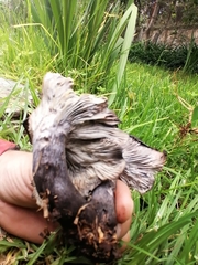 Omphalotus mexicanus