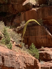 Agave utahensis kaibabensis