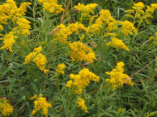Solidago altissima
