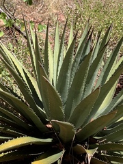 Agave utahensis kaibabensis