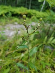 Hieracium umbellatum umbellatum