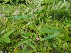 Hieracium umbellatum umbellatum