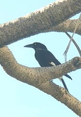 Strepera graculina