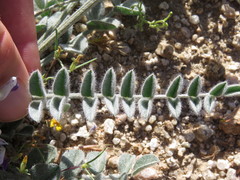 Astragalus layneae