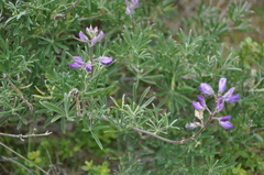 Lupinus arboreus
