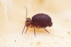 Ptenothrix palmata