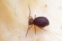 Ptenothrix palmata