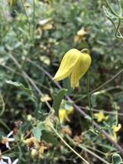 Clematis tangutica