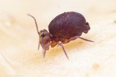 Ptenothrix palmata