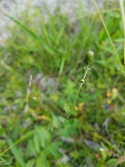 Hieracium umbellatum umbellatum