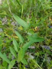 Hieracium umbellatum umbellatum