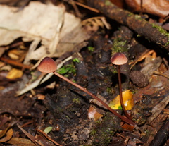 Mycena toyerlaricola