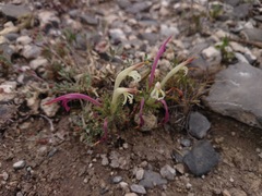 Castilleja mexicana