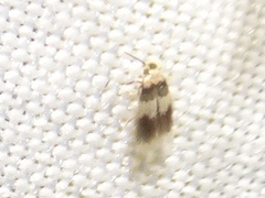 Nepticuloidea