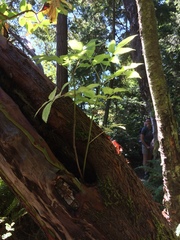 Sambucus racemosa racemosa