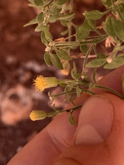 Perityle congesta