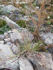 Cleistogenes squarrosa