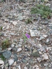 Stenosolenium saxatile