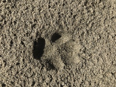 Lycalopex fulvipes