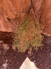 Perityle congesta