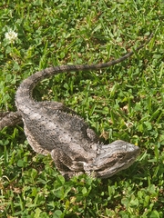 Pogona barbata