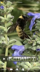 Bombus pensylvanicus