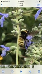 Bombus pensylvanicus