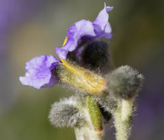 Dampiera lanceolata lanceolata