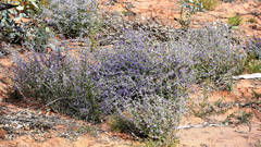 Dampiera lanceolata lanceolata
