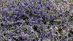 Dampiera lanceolata lanceolata