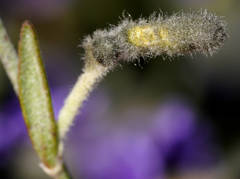 Dampiera lanceolata lanceolata