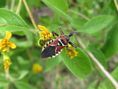 Apiomerus flaviventris