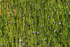 Variegated Horsetail - Photo (c) David McCorquodale, some rights reserved (CC BY), uploaded by David McCorquodale