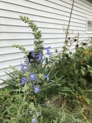 Bombus pensylvanicus