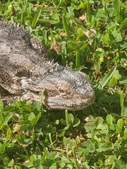Pogona barbata