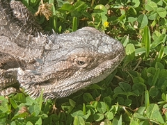 Pogona barbata