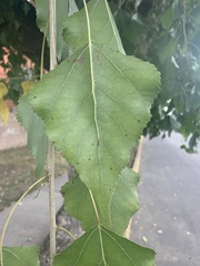 Populus