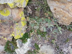 Lespedeza daurica