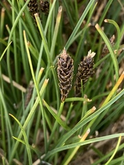 Carex nardina