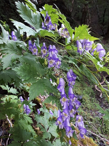 Aconitum grossedentatum iNat (2)