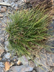 Carex nardina