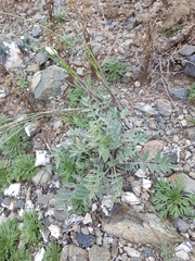 Astragalus laguroides