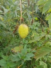 Echinocystis lobata
