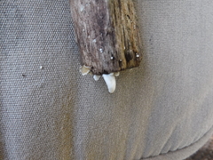 Crepidotus vulgaris