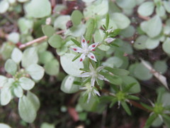 Sedum jaliscanum