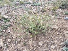 Dracocephalum fruticulosum