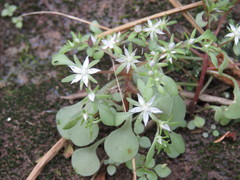 Sedum jaliscanum