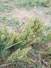 Artemisia adamsii