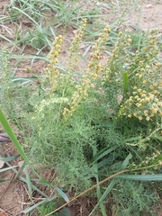 Artemisia adamsii